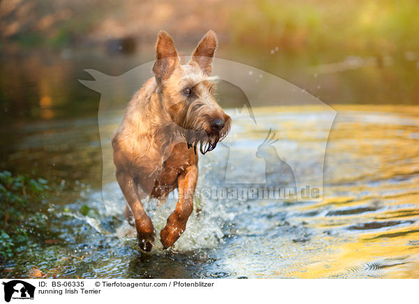 running Irish Terrier / BS-06335