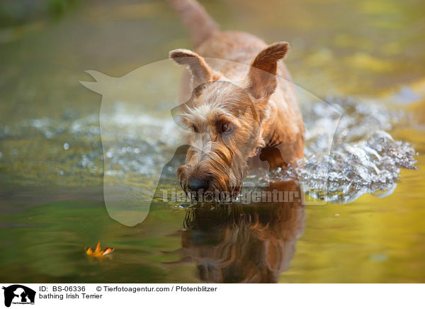 bathing Irish Terrier / BS-06336