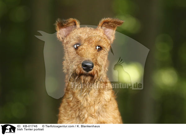 Irish Terrier portrait / KB-01746