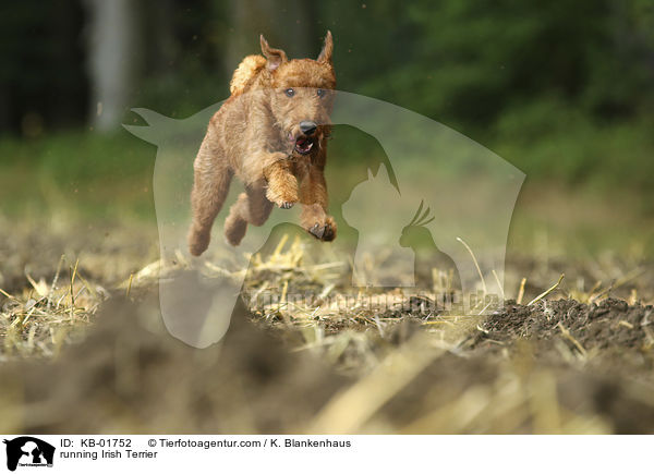 rennender Irish Terrier / running Irish Terrier / KB-01752