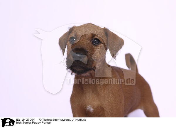 Irish Terrier Puppy Portrait / JH-27094