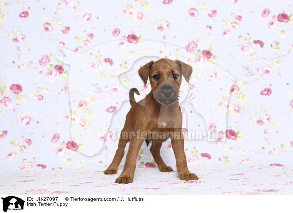 Irish Terrier Puppy / JH-27097