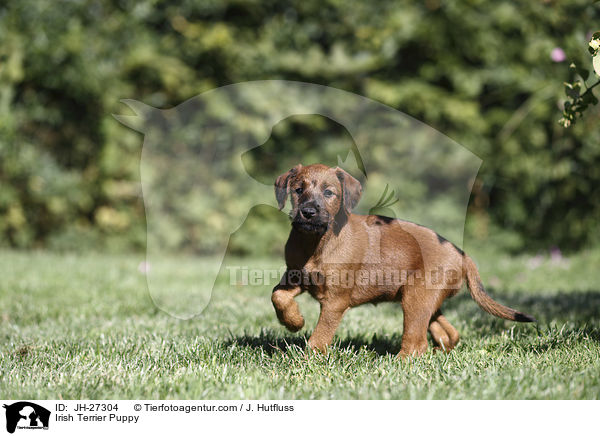 Irish Terrier Puppy / JH-27304