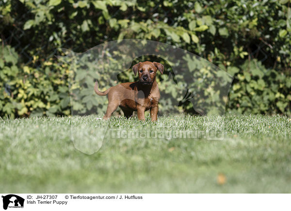 Irish Terrier Puppy / JH-27307