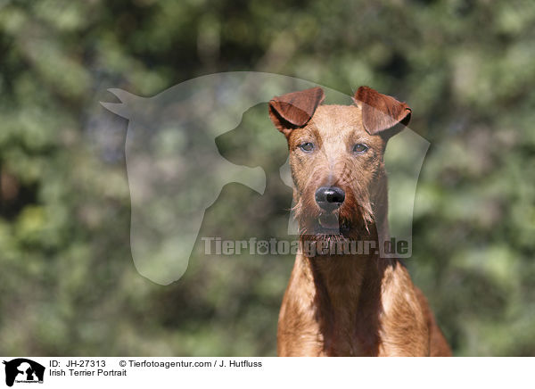 Irish Terrier Portrait / JH-27313