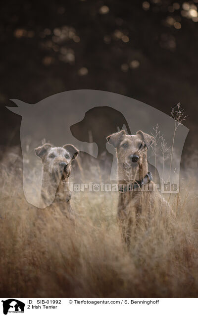 2 Irish Terrier / 2 Irish Terrier / SIB-01992