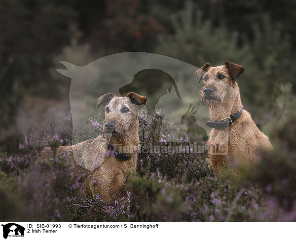 2 Irish Terrier / 2 Irish Terrier / SIB-01993