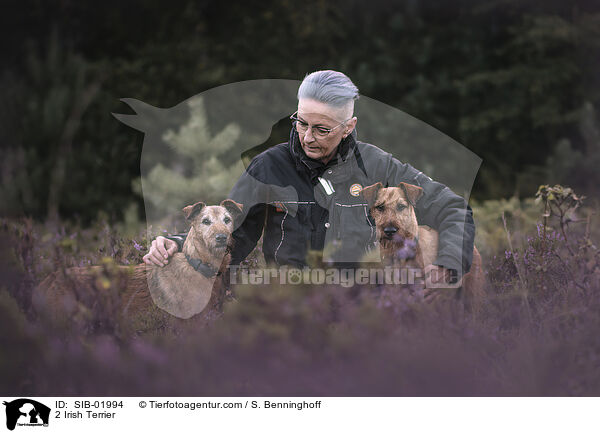 2 Irish Terrier / SIB-01994