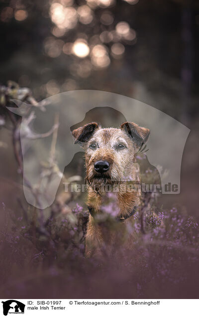 Irish Terrier Rde / male Irish Terrier / SIB-01997