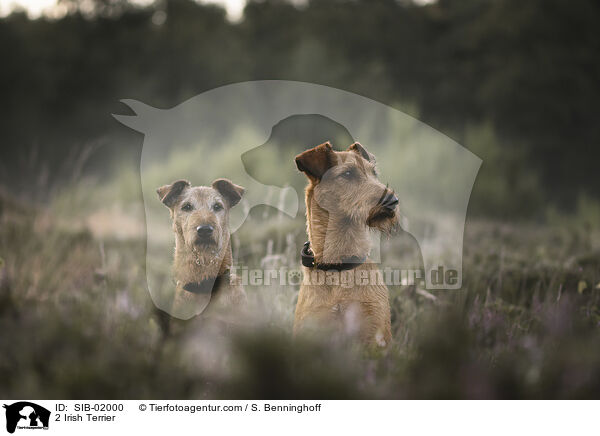 2 Irish Terrier / SIB-02000