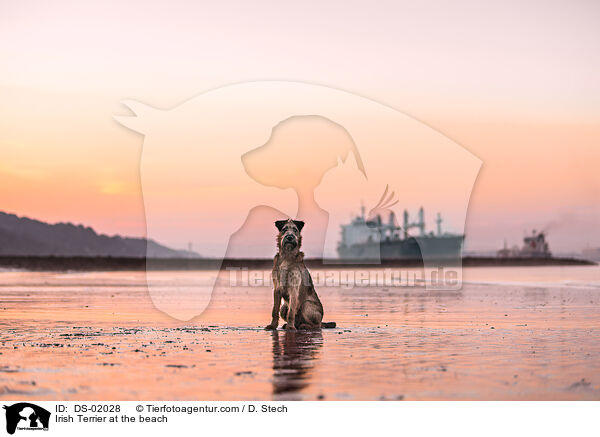 Irish Terrier am Strand / Irish Terrier at the beach / DS-02028