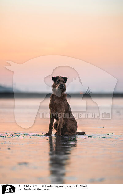 Irish Terrier am Strand / Irish Terrier at the beach / DS-02063