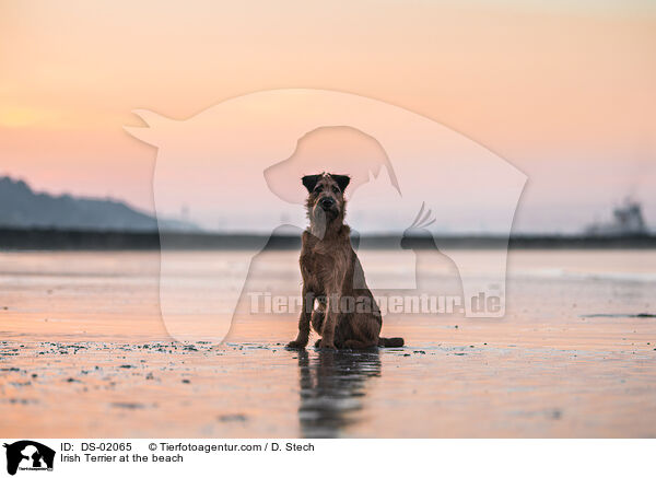 Irish Terrier at the beach / DS-02065