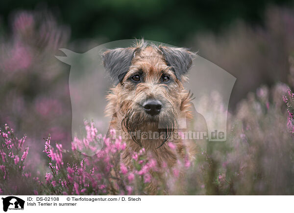 Irish Terrier im Sommer / Irish Terrier in summer / DS-02108