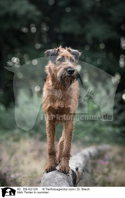 Irish Terrier in summer / DS-02129