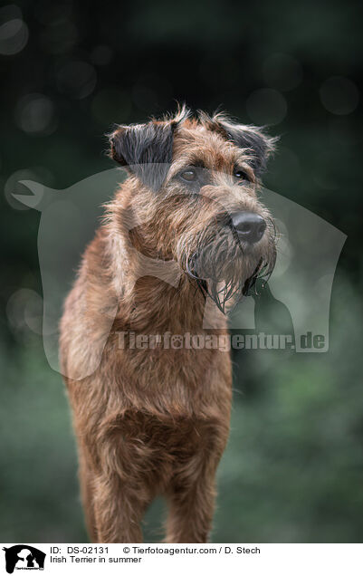 Irish Terrier im Sommer / Irish Terrier in summer / DS-02131