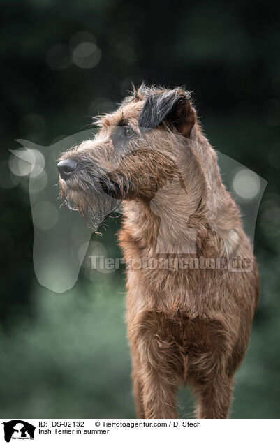 Irish Terrier in summer / DS-02132