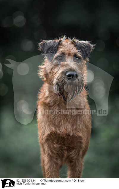 Irish Terrier im Sommer / Irish Terrier in summer / DS-02134