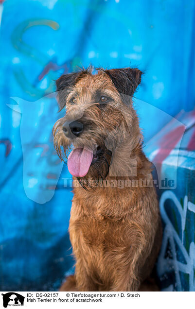 Irish Terrier in front of scratchwork / DS-02157