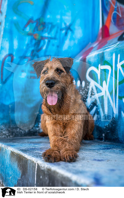 Irish Terrier in front of scratchwork / DS-02158