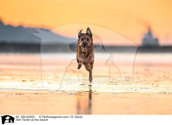 Irish Terrier at the beach / DS-02203