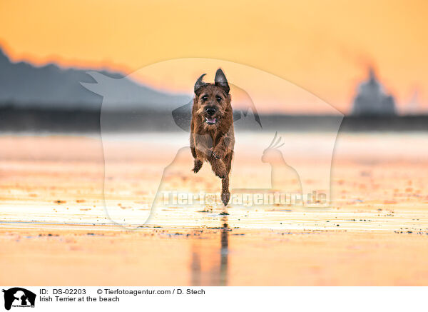 Irish Terrier am Strand / Irish Terrier at the beach / DS-02203