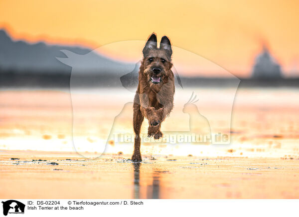 Irish Terrier am Strand / Irish Terrier at the beach / DS-02204