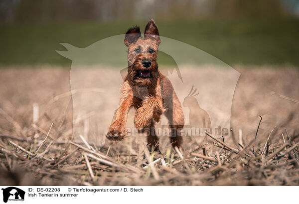 Irish Terrier in summer / DS-02208