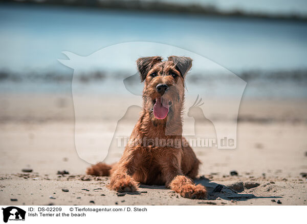 Irish Terrier at the beach / DS-02209