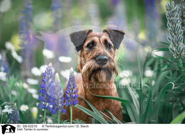 Irish Terrier im Sommer / Irish Terrier in summer / DS-02210