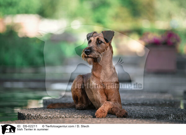 Irish Terrier in summer / DS-02211