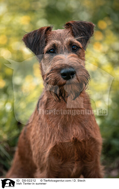 Irish Terrier in summer / DS-02212