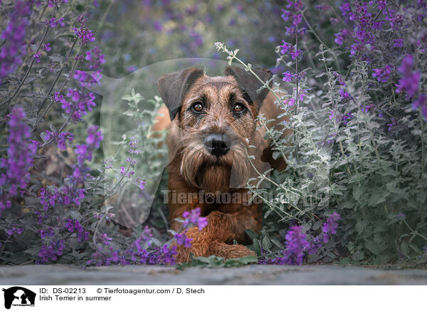 Irish Terrier in summer / DS-02213