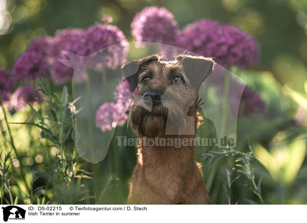 Irish Terrier in summer / DS-02215