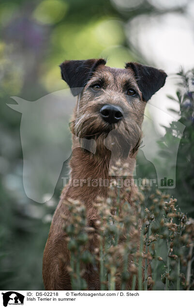 Irish Terrier in summer / DS-02218