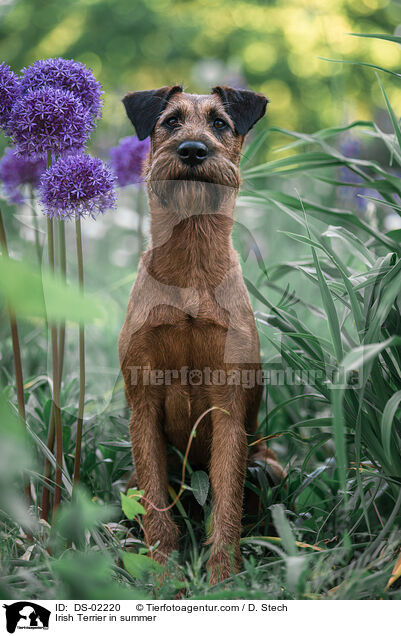Irish Terrier in summer / DS-02220