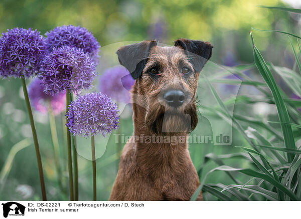 Irish Terrier im Sommer / Irish Terrier in summer / DS-02221