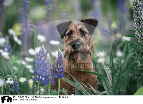 Irish Terrier in summer / DS-02223