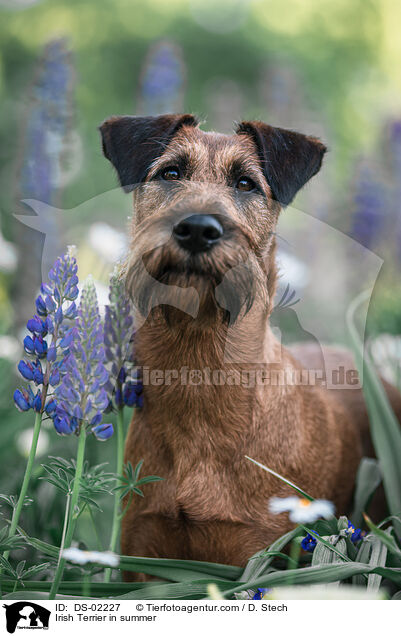 Irish Terrier in summer / DS-02227