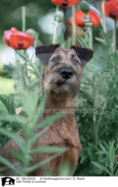 Irish Terrier in summer / DS-02233