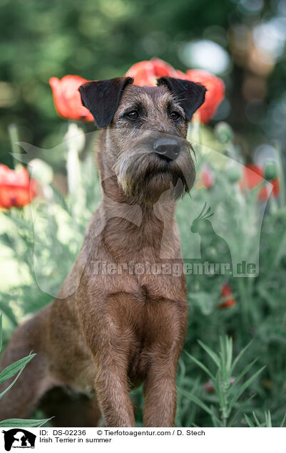Irish Terrier in summer / DS-02236