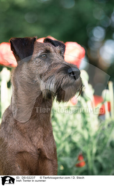 Irish Terrier in summer / DS-02237