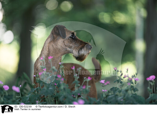 Irish Terrier in summer / DS-02239