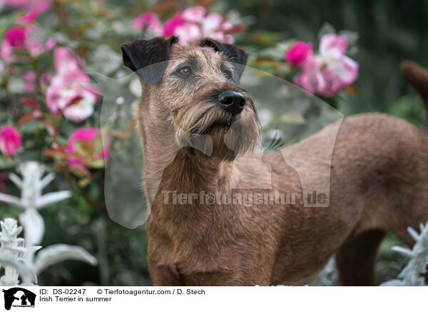 Irish Terrier im Sommer / Irish Terrier in summer / DS-02247