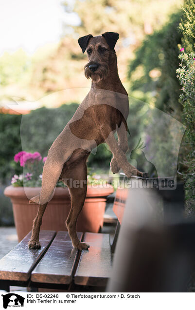 Irish Terrier in summer / DS-02248