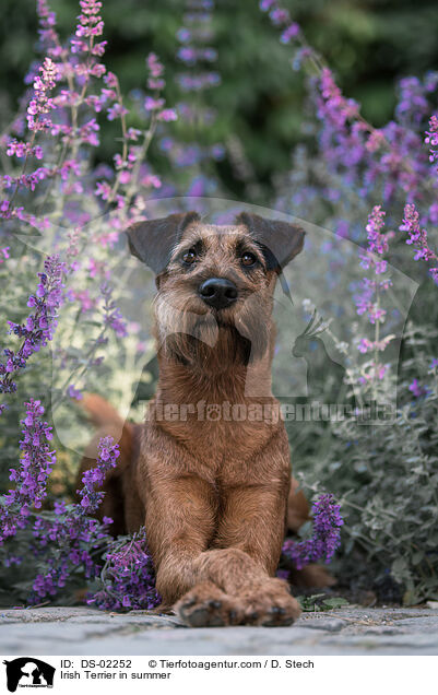 Irish Terrier in summer / DS-02252