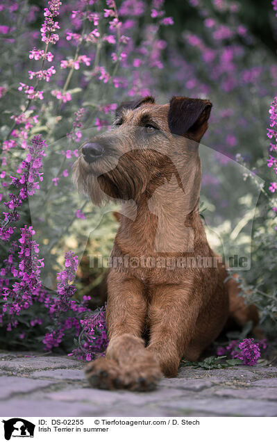 Irish Terrier in summer / DS-02255
