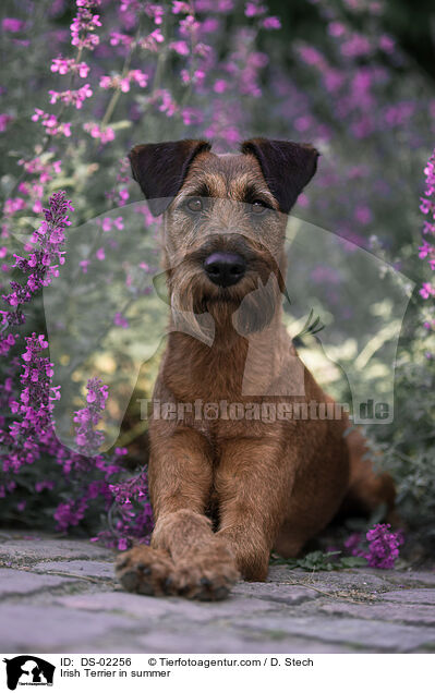 Irish Terrier im Sommer / Irish Terrier in summer / DS-02256