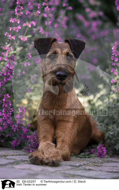 Irish Terrier im Sommer / Irish Terrier in summer / DS-02257