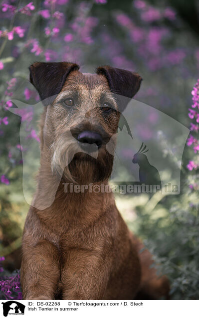 Irish Terrier im Sommer / Irish Terrier in summer / DS-02258